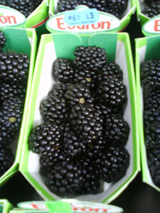 Blackberries For Sale
